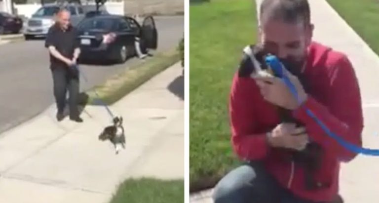 Missing Dog Bursts With Happiness When Reunited With Her Dad