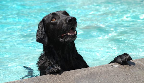 Bear the dog saves toddler from drowning