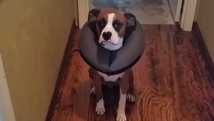 Guilty Dogs Give “Cone Of Shame” A Whole New Meaning