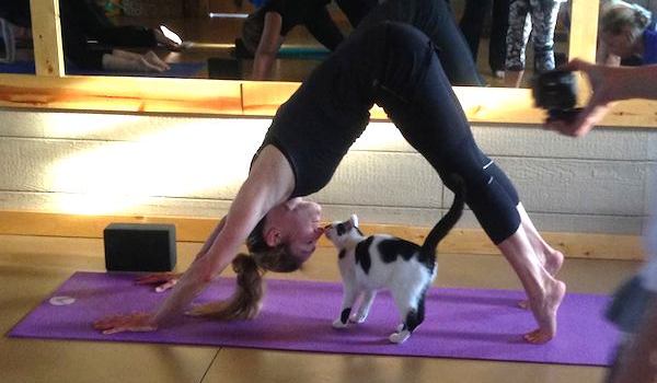 adoptable cat does yoga