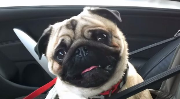 Captain the pug