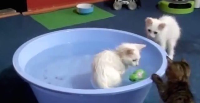cats in baths