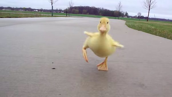 Charley the duckling