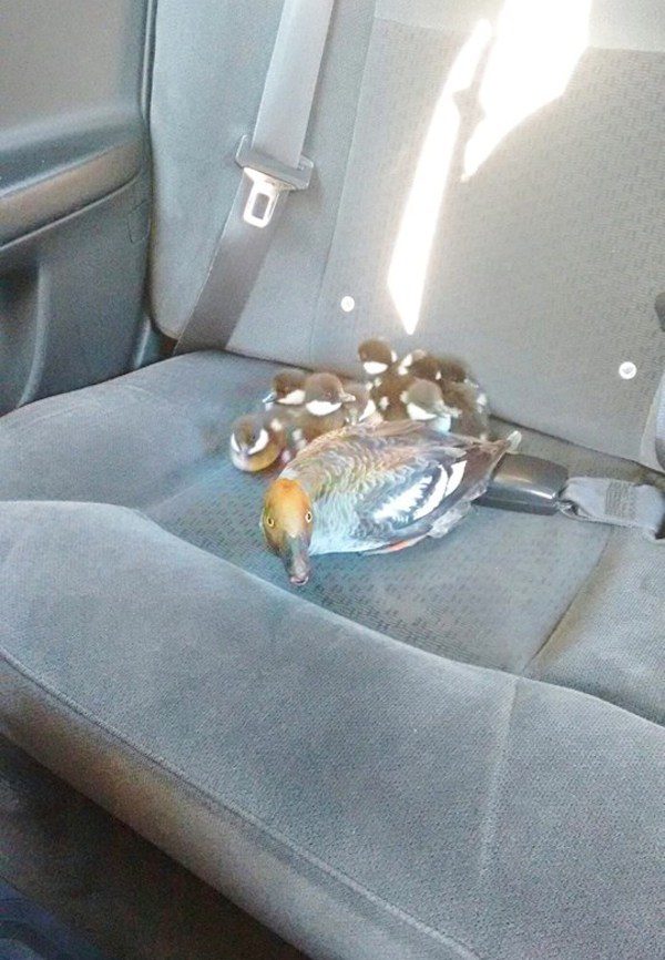 cab driver picks up ducks