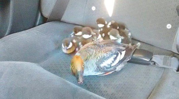 ducks get lift in cab