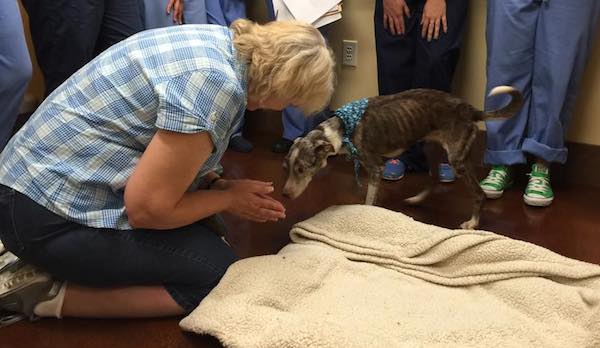 lost dog reunited with mom