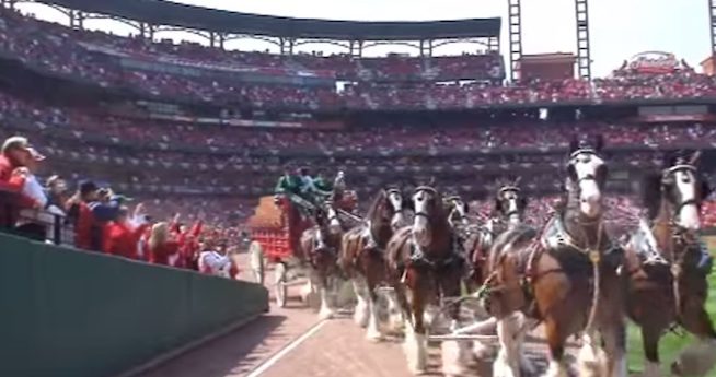 clydesdale hitch