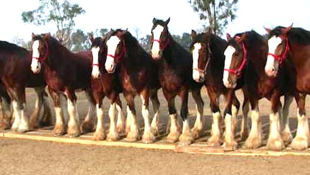 Budweiser Clydesdales