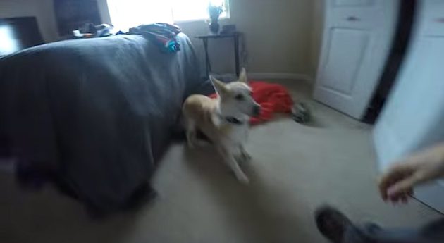 corgi rescued from fire