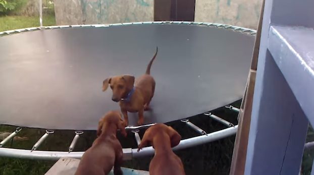 Dachshund on trampoline