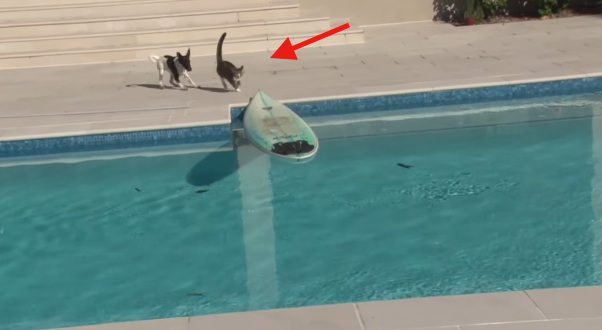 didga surfing