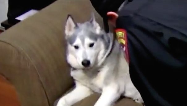 husky caught stealing