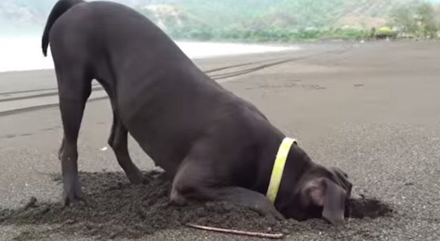 dog digging in sand