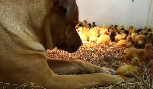 dog and ducklings