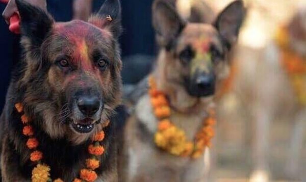 dog festival
