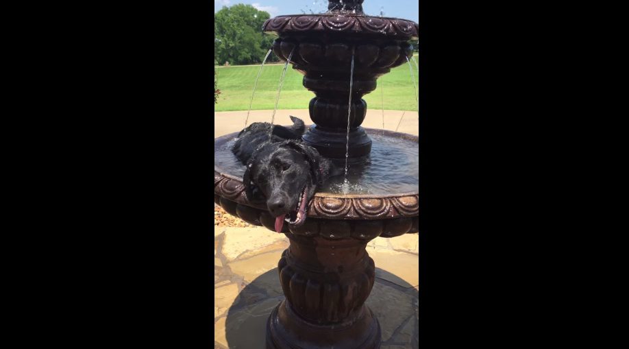 dog in fountain