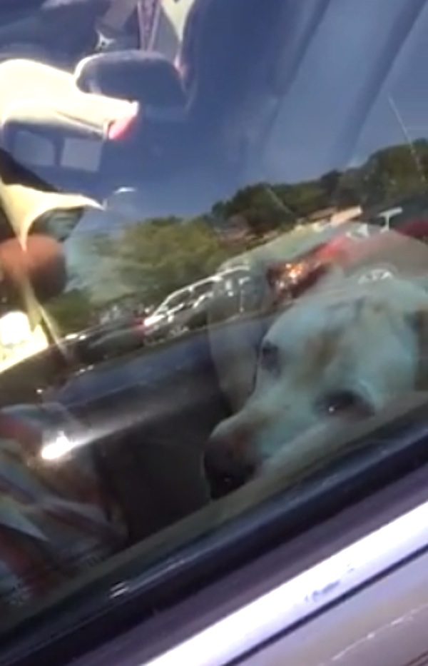 dog trapped in hot car