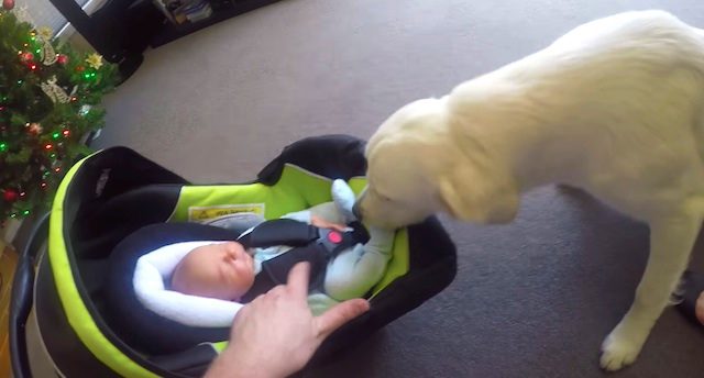 dog introduced to baby