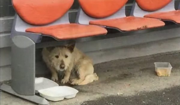 stray dog rescued