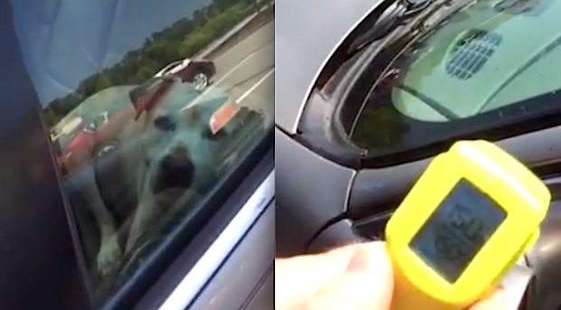 Dog in hot car