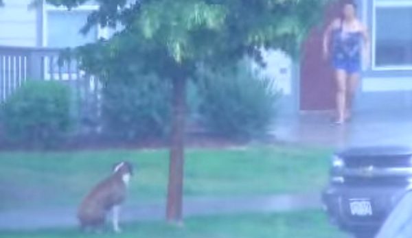 dog in thunderstorm