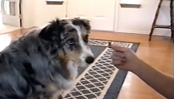 dog refuses treat