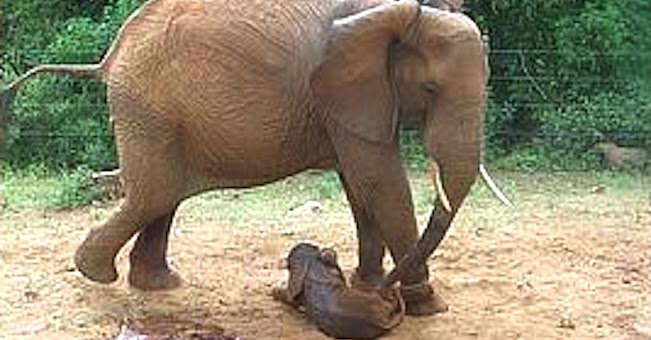 elephant gives birth