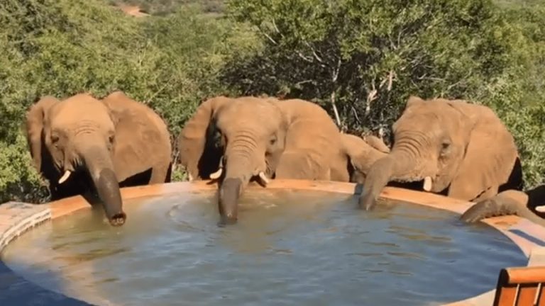 Woman Looks Outside To See Wild Elephants Drinking From Her Pool