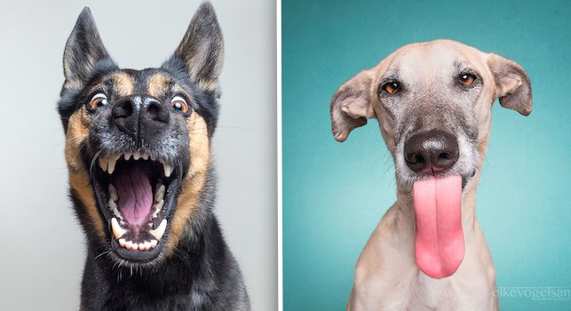 Elke Vogelsang pet portraits