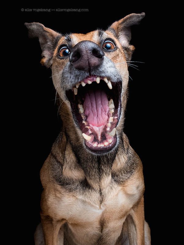 elke-vogelsang-3
