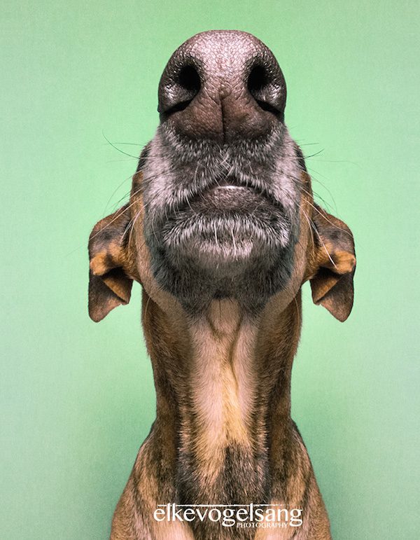 elke-vogelsang-nose