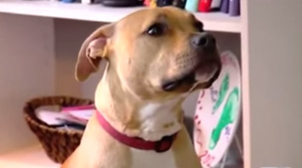 Ember the Pit Bull