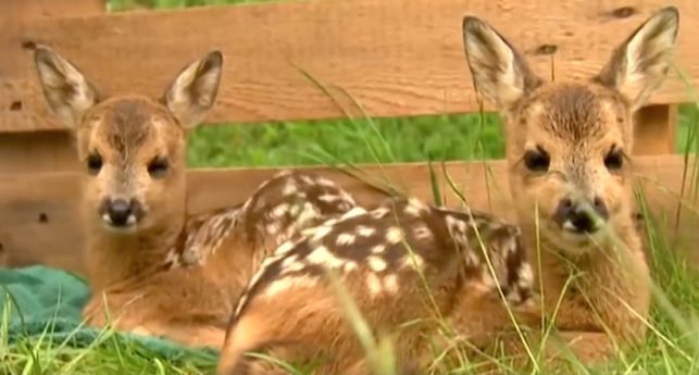 man adopts fawns