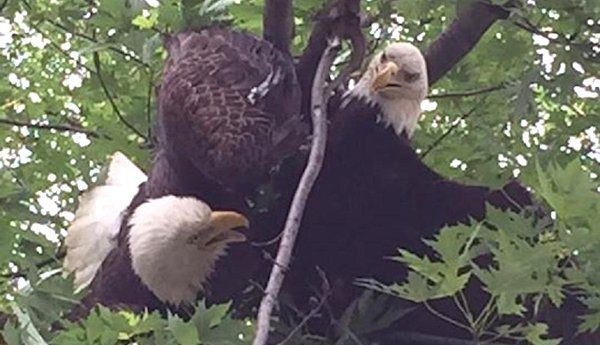 bald eagles entangled