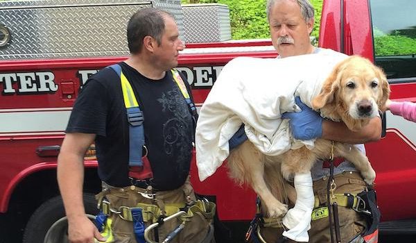 Figo heroic guide dog