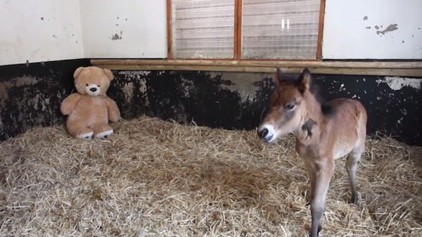 Breeze the pony with teddy bear