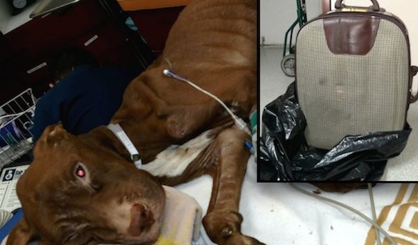 dog rescued from suitcase