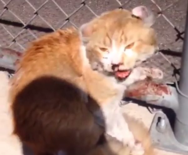 cat stuck on side of freeway