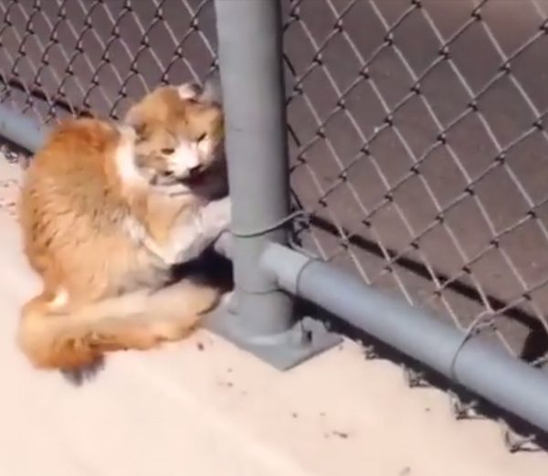 cat stuck on side of freeway