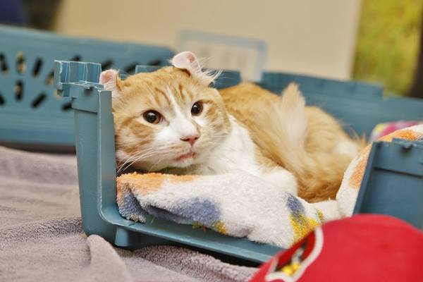 cat saved from highway
