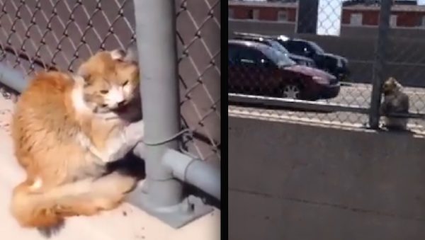 freeway the cat