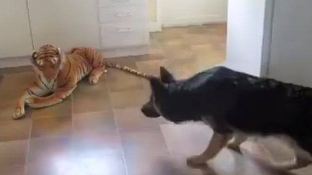 German Shepherd reacts to stuffed toy