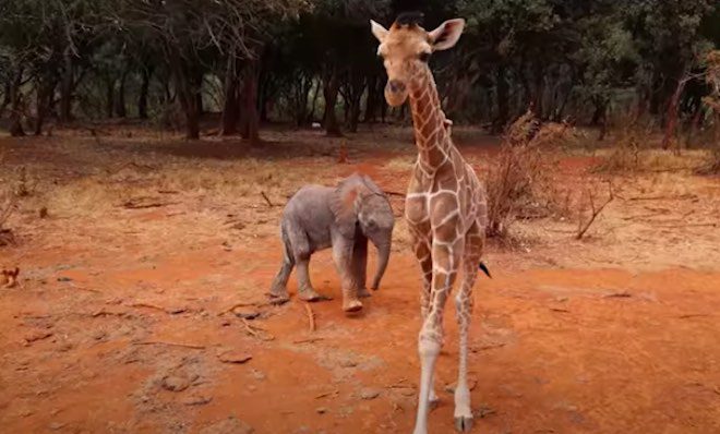 Orphaned Baby Giraffe Makes Friends With Baby Elephants Just Like Him
