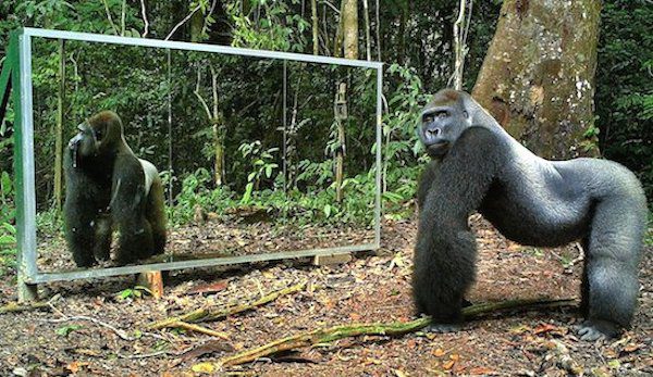 gorilla looks in mirror