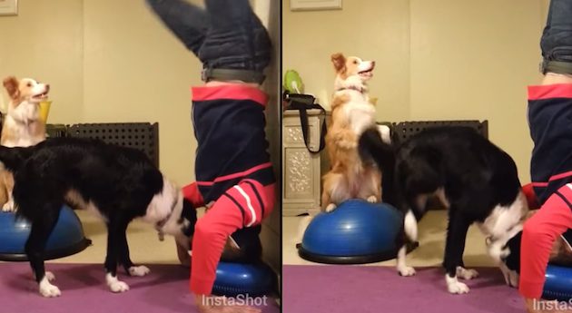 handstand dog trick