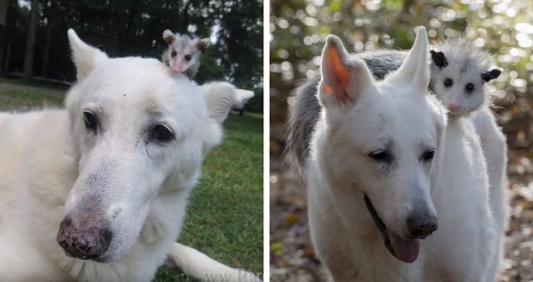 Dog Adopts Orphaned Opossum And Insists On Carrying Her ‘Baby’ On Her Back