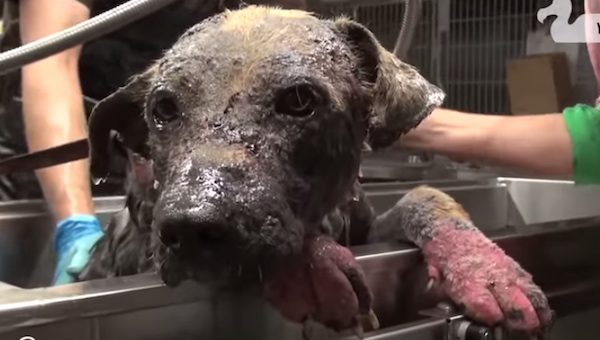 homeless dog gets bath