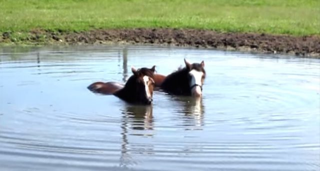 Horses blow bubbles