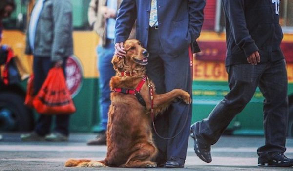 huggy dog