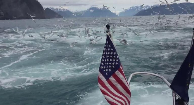 Man Filming Seagulls Captures Once-In-A-Lifetime Whale Breach